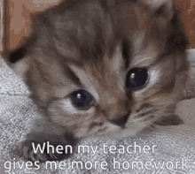Homework Angry Cat GIF - Homework Angry Cat School GIFs