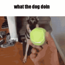 What The Dog Doing GIF - What The Dog Doing Dog Doing GIFs