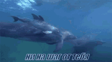 animal dolphin ocean sea water