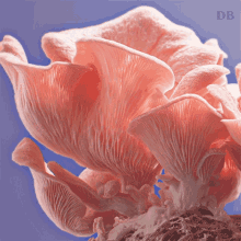 Pink Oyster Mushroom Doubleblind GIF - Pink Oyster Mushroom Doubleblind Shroom GIFs