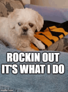 Funny Dog Rockin Out GIF - Funny Dog Rockin Out Rock And Roll GIFs