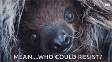 Blink Animals GIF - Blink Animals Sloth GIFs