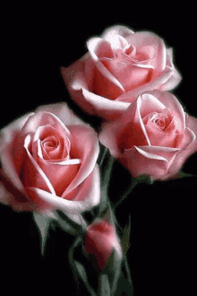Blooming Roses GIF - Blooming Roses Bloom GIFs
