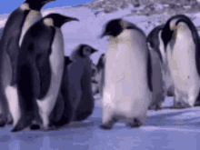 Penguin Slide GIF - Penguin Slide Cute GIFs