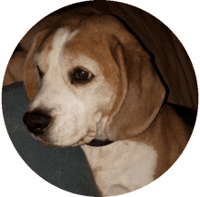 dog evi ankersmit dog evi ankersmit