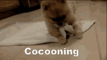 Cocooning GIF - Cocooning Cuddle Snuggle GIFs