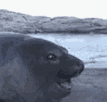 Pog Seal Pog GIF - Pog Seal Pog Ringo Seal Pog GIFs