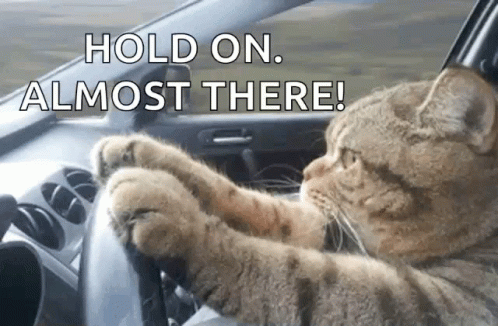 Cat Driving Serious GIF - Cat Driving Serious Cat GIFs