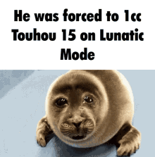 He Was Forced To1cc Touhou15 Sad Seal GIF - He Was Forced To1cc Touhou15 Sad Seal Touhou GIFs