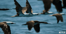 Birds Flying GIF - Birds Flying Floating GIFs