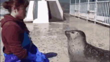 Seal Squish GIF - Seal Squish Cute GIFs