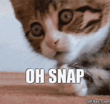 Ohoh Cat GIF - Ohoh Cat Shocked GIFs