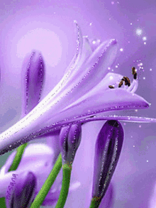 Purple Flower GIF - Purple Flower Glitter GIFs