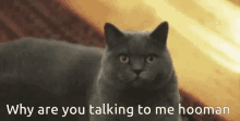 Cat Talking GIF - Cat Talking Why Are You Talking To Me GIFs