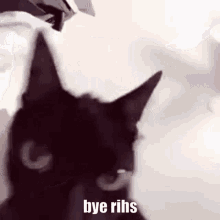 Bye Rihs Rihs GIF - Bye Rihs Rihs Cat GIFs