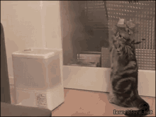 Cat Vs Steam GIF - Cats Humidifier GIFs