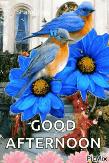 Good Afternoon GIF - Good Afternoon Birds GIFs