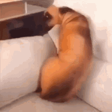 Dog Die Such An Awesome Gif GIF - Dog Die Such An Awesome Gif Df Groupchato GIFs