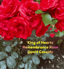 David Cassidy Kingof Hearts GIF - David Cassidy Kingof Hearts The Cassidy Rose GIFs