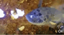 Fish Snap GIF - Fish Snap Scared GIFs