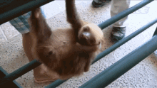 Scratch Itchy GIF - Scratch Itchy Cute GIFs