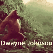 Monkey Dance GIF - Monkey Dance Dwayne Johnson GIFs