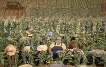 hee haw corn cornfield salute