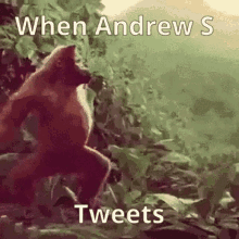 andrew s monkey dance happy dance