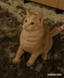 Tweaker Cat GIF - Tweaker Cat GIFs