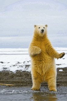 polarbear dance party contented