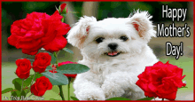 Happy Mothers Day Dog GIF - Happy Mothers Day Mothers Day Dog GIFs