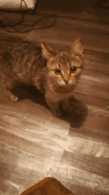 Mad Cat Filter GIF - Mad Cat Filter Angry GIFs