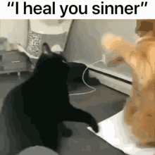 Sinner Cat GIF - Sinner Cat Kitty GIFs