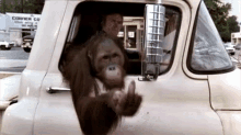 Orangutan Up GIF - Orangutan Up Yours GIFs