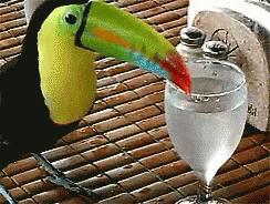 Bird Hornbill GIF - Bird Hornbill Drink GIFs