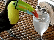 Bird Hornbill GIF - Bird Hornbill Drink GIFs