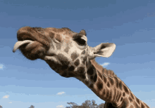 Giraffe Tongue Out GIF - Giraffe Tongue Out Cute GIFs