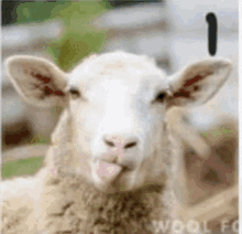 happy sheep