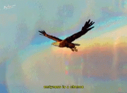 Flying Eagle GIF - Flying Eagle Bird GIFs