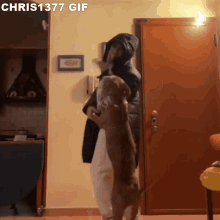 Dance Dog GIF - Dance Dog Dog Dance GIFs