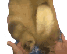 dogs feet playing chow chow dog tail dogs feet playing chow chow dog tail