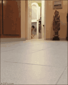 You Died Dog GIF - You Died Dog Running GIFs
