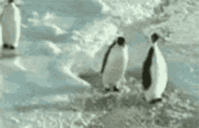 Pushing GIF - Pushing Penguins GIFs