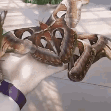 Moth Insect GIF - Moth Insect Bug GIFs