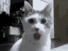 Cat Kitty GIF - Cat Kitty Amazed GIFs