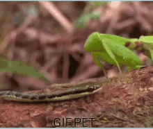 Preying Mantis Eating GIF - Preying Mantis Eating Snake GIFs
