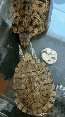 Coccolina Slapping Turtles GIF - Coccolina Slapping Turtles Slapping GIFs