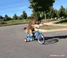 Dog Bike GIF - Dog Bike GIFs