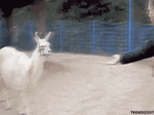 Offended Insulted GIF - Offended Insulted Drama Llama GIFs