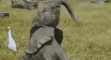 Elephant Dance GIF - Elephant Dance Happy GIFs